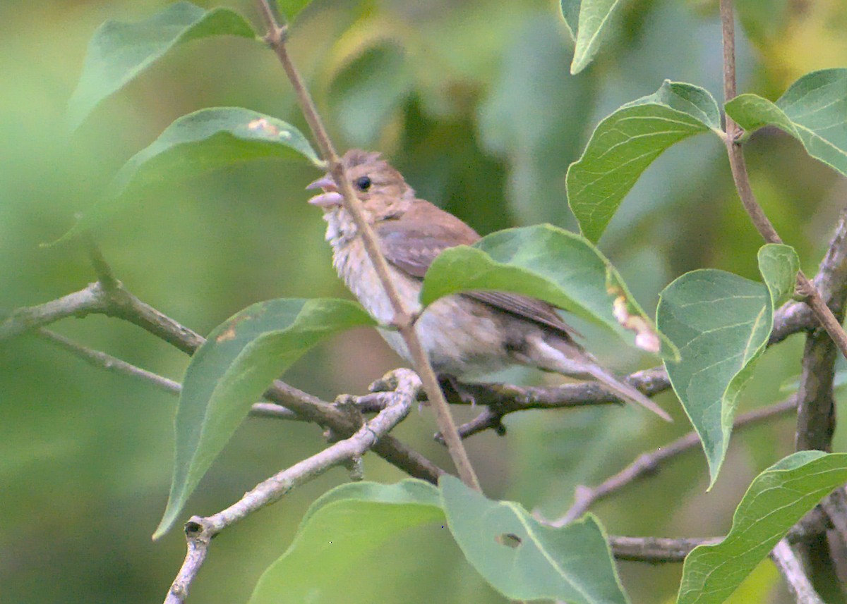 Indigo Bunting - ML480035731