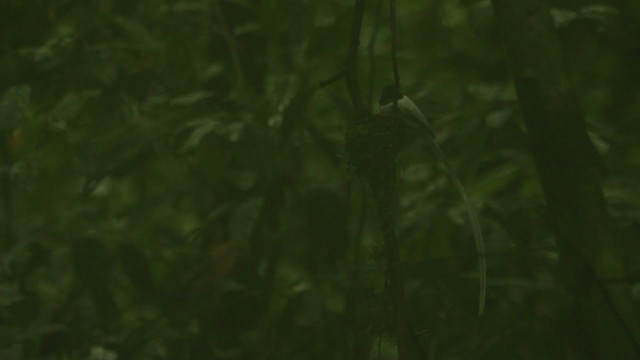 Индокитайская райская мухоловка - ML480036