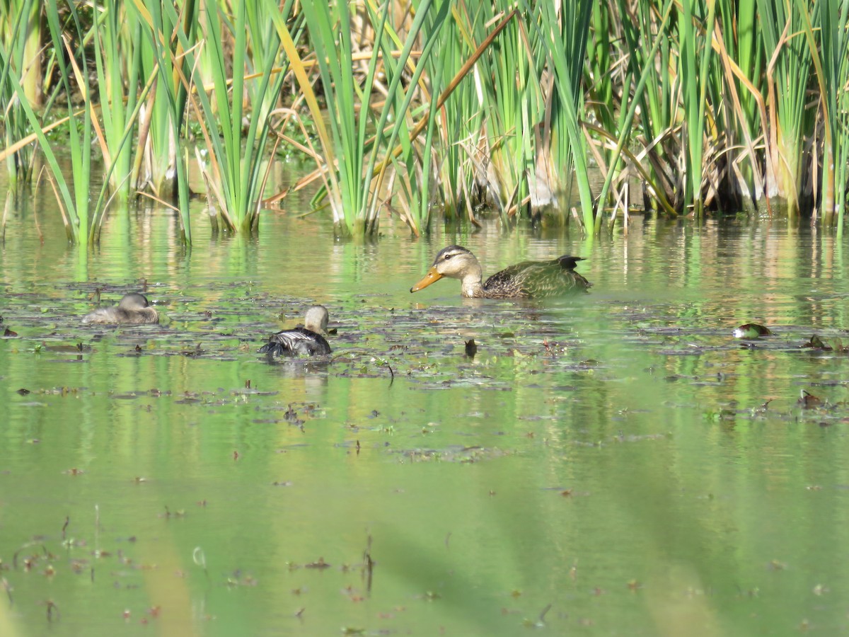 Mottled Duck (Gulf Coast) - Lynne Parks