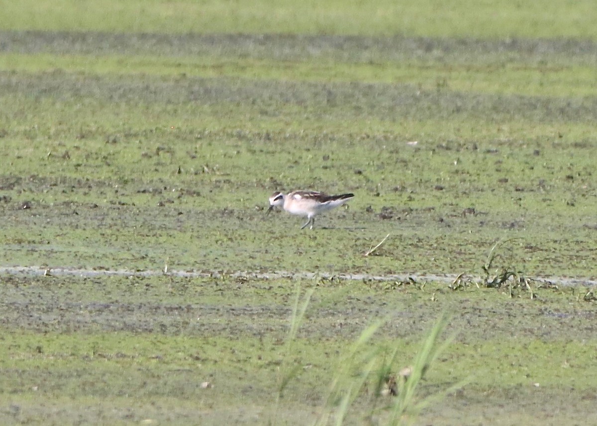 Red-necked Phalarope - ML480036381