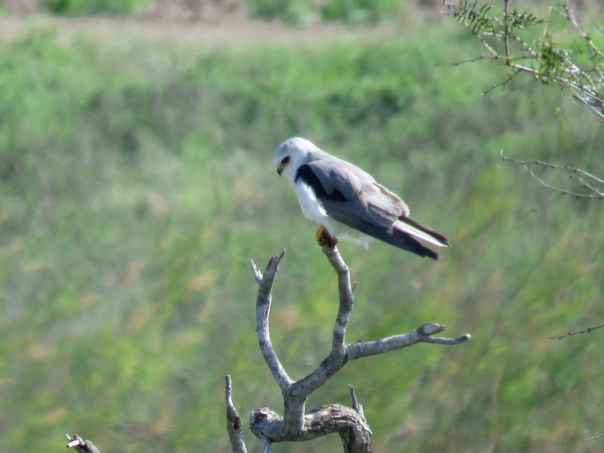 White-tailed Kite - Lynne Parks