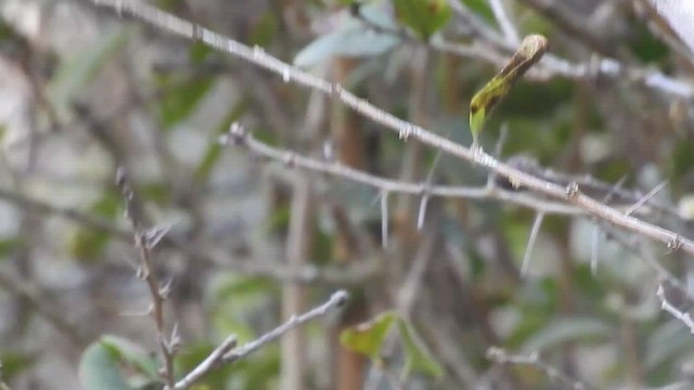 Marañon Tyrannulet - ML480036821