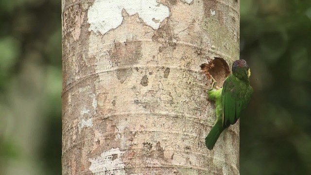 Gold-whiskered Barbet (Gold-whiskered) - ML480037