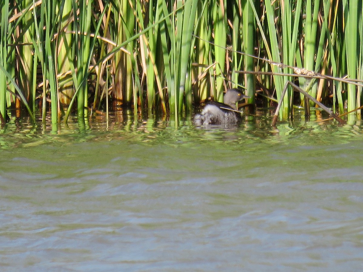 Least Grebe - Lynne Parks