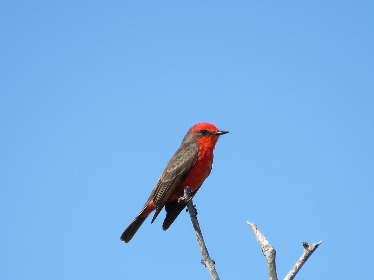 Vermilion Flycatcher - Lynne Parks