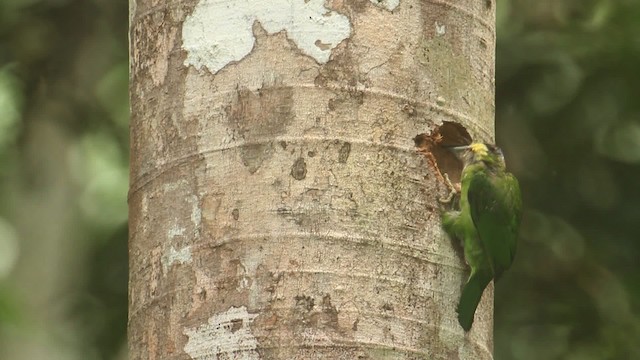 Gold-whiskered Barbet (Gold-whiskered) - ML480038