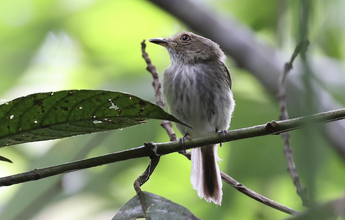 Helmeted Pygmy-Tyrant - ML480038481