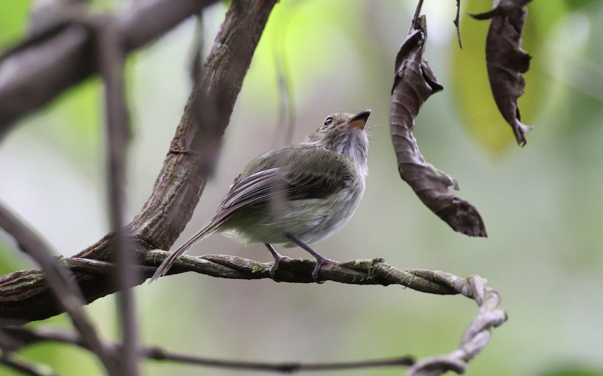 Helmeted Pygmy-Tyrant - ML480038491