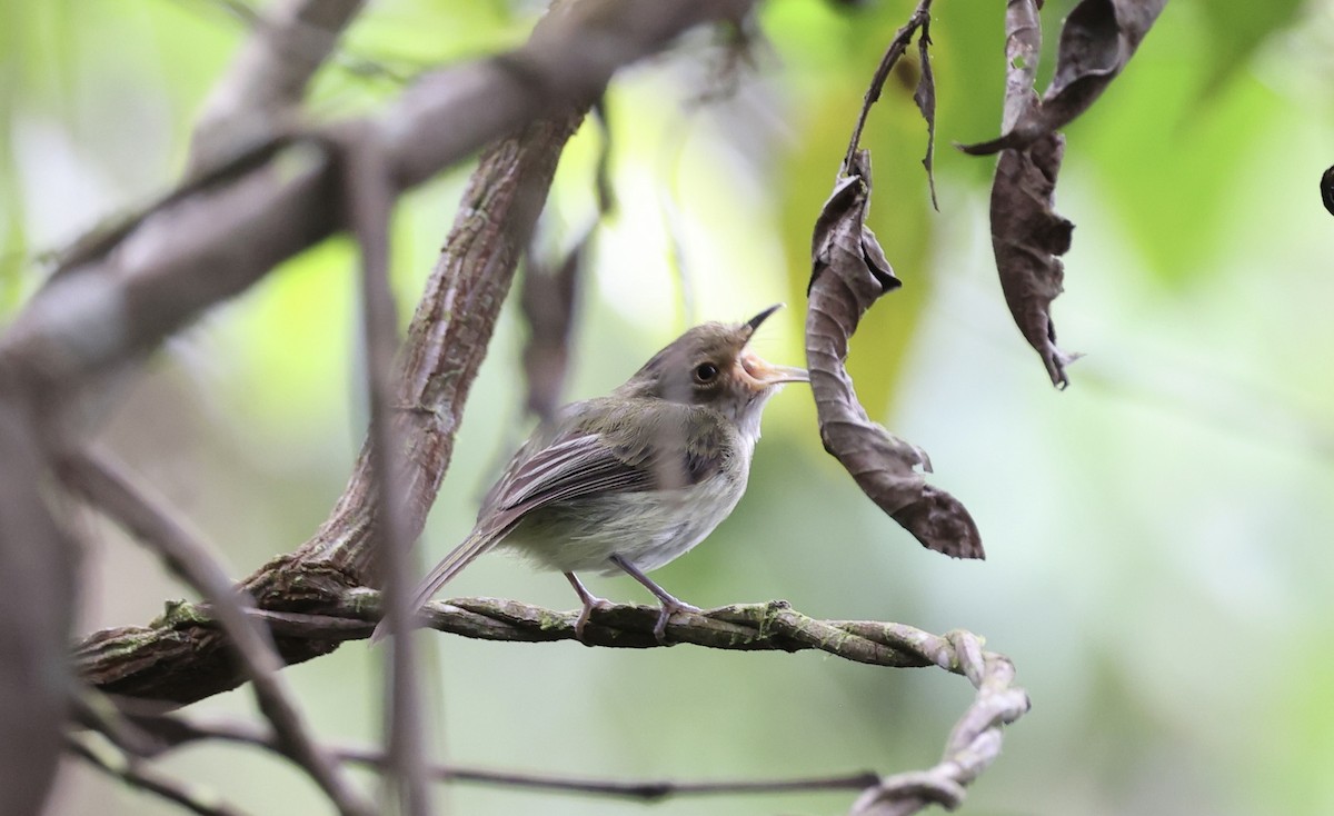 Helmeted Pygmy-Tyrant - ML480038521