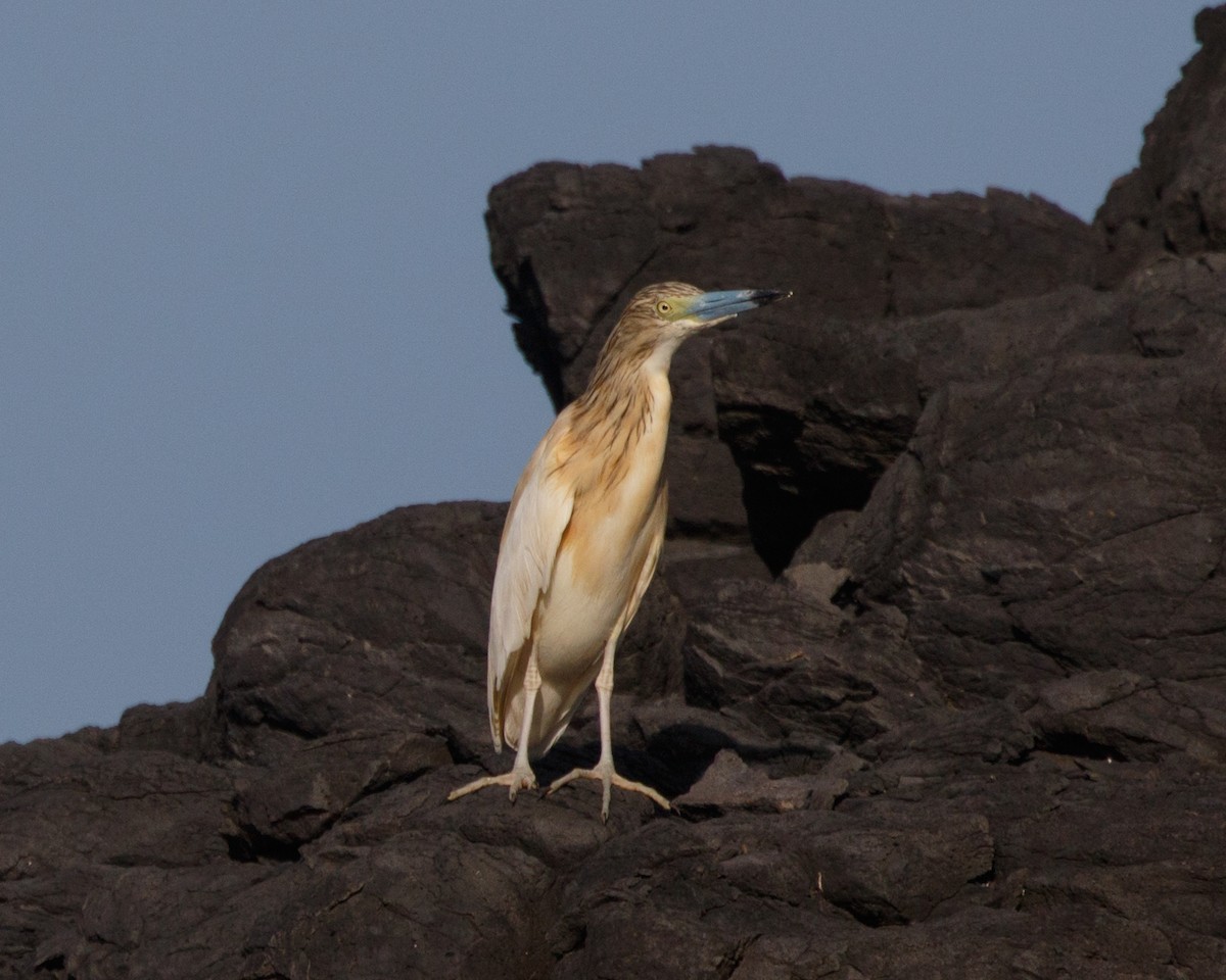 Squacco Heron - Silvia Faustino Linhares