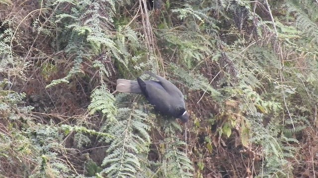 Band-tailed Pigeon - ML480041791