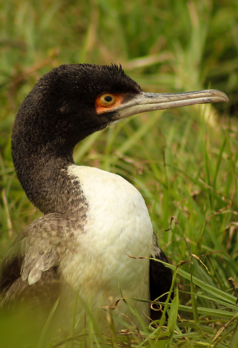 Cormorán Guanay - ML480041841