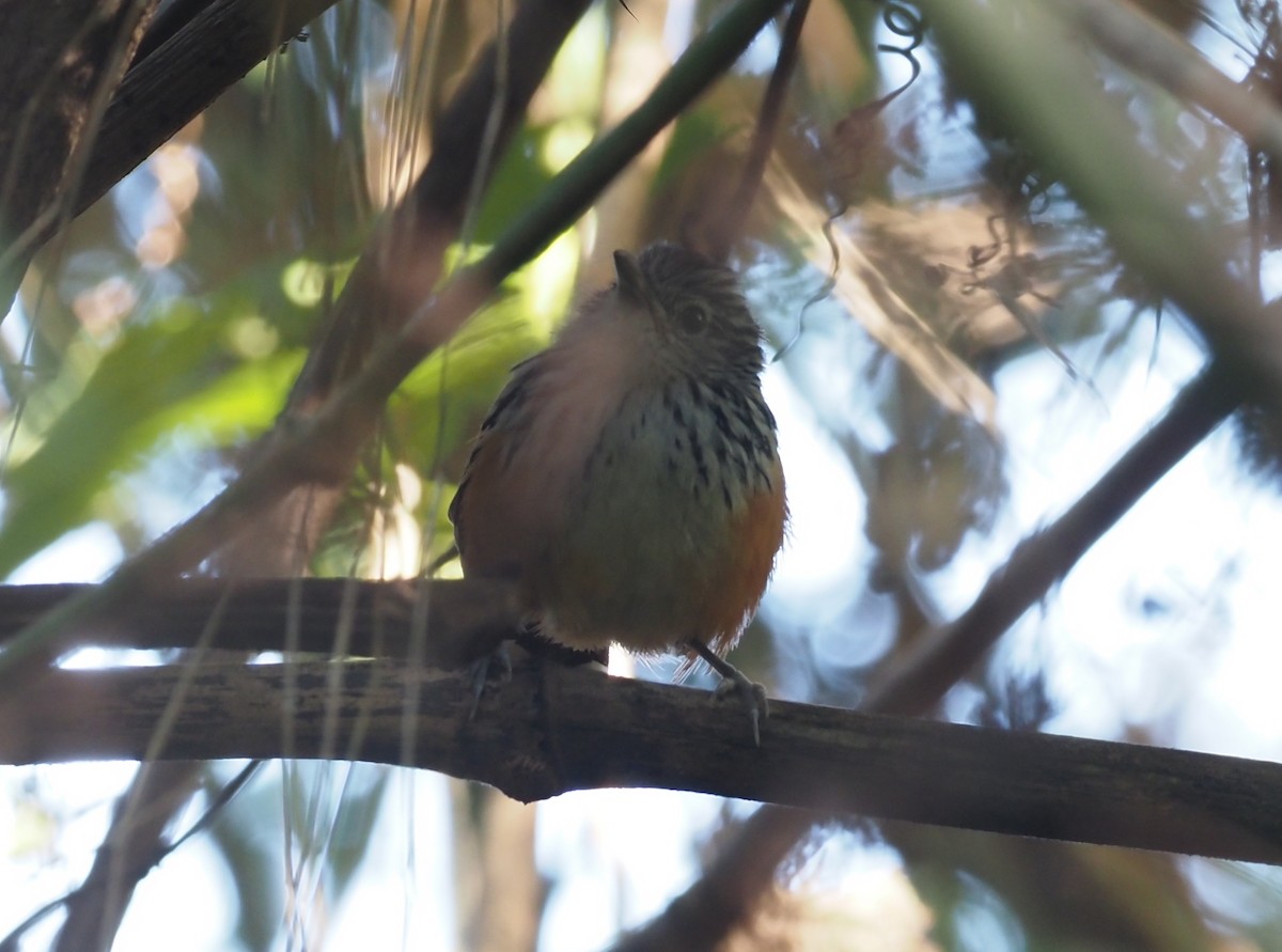 Klages's Antbird - ML480041861