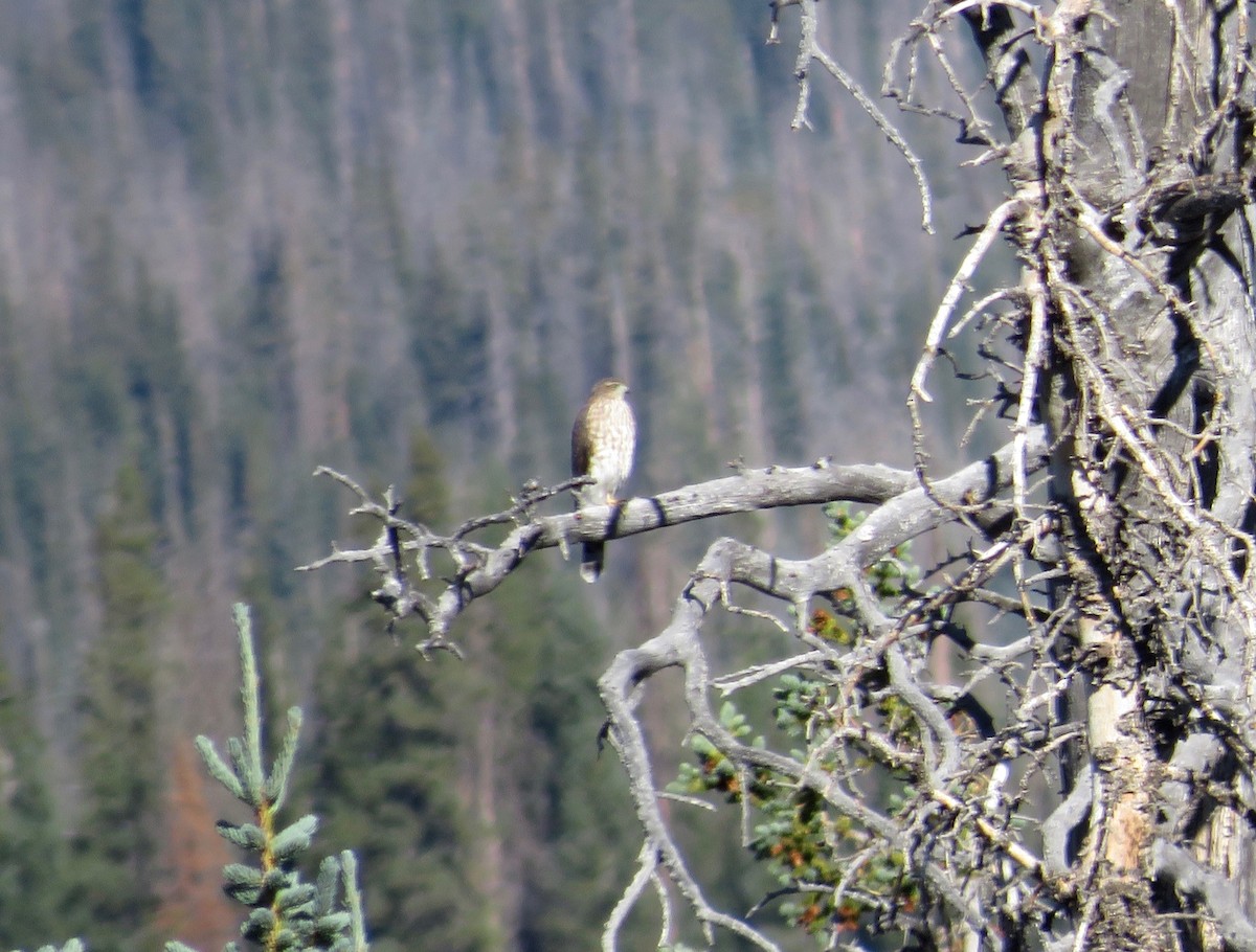 Cooper's Hawk/American Goshawk - ML480042961