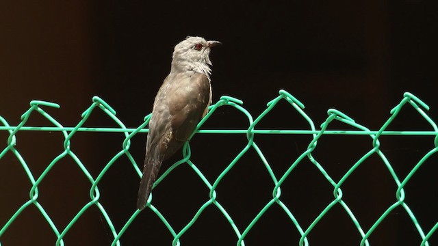 Plaintive Cuckoo - ML480043