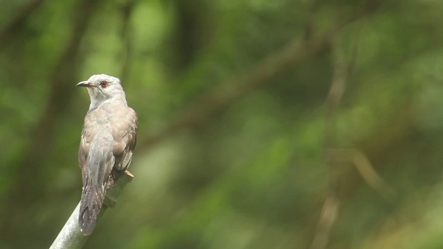 Plaintive Cuckoo - ML480044