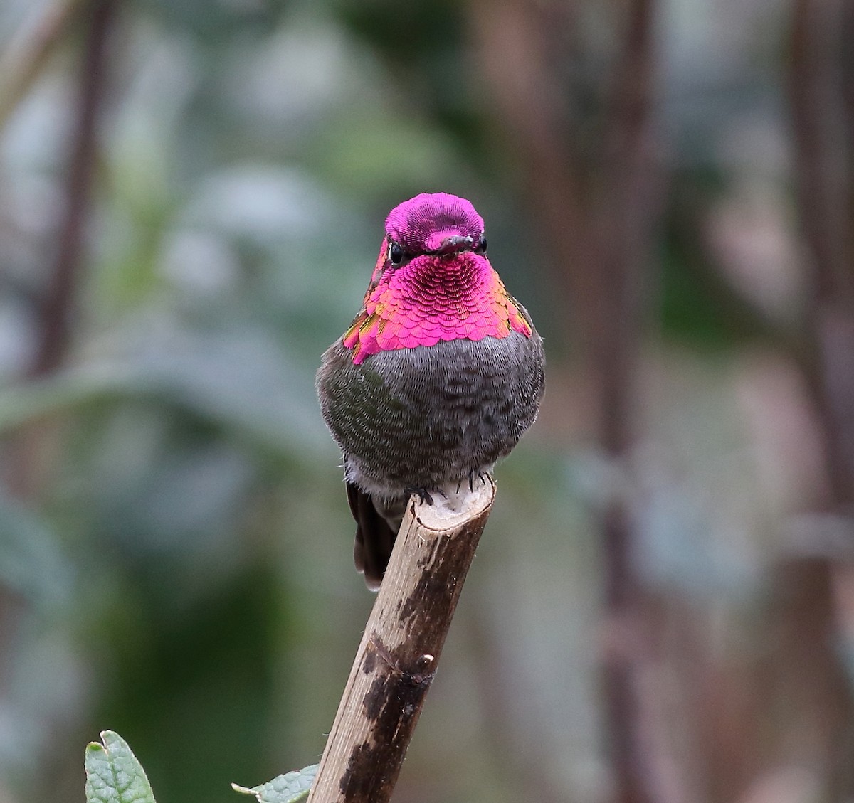 Anna's Hummingbird - Kent Leland