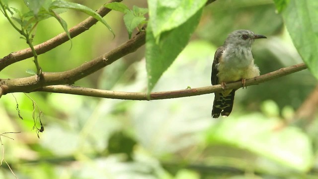 Plaintive Cuckoo - ML480045