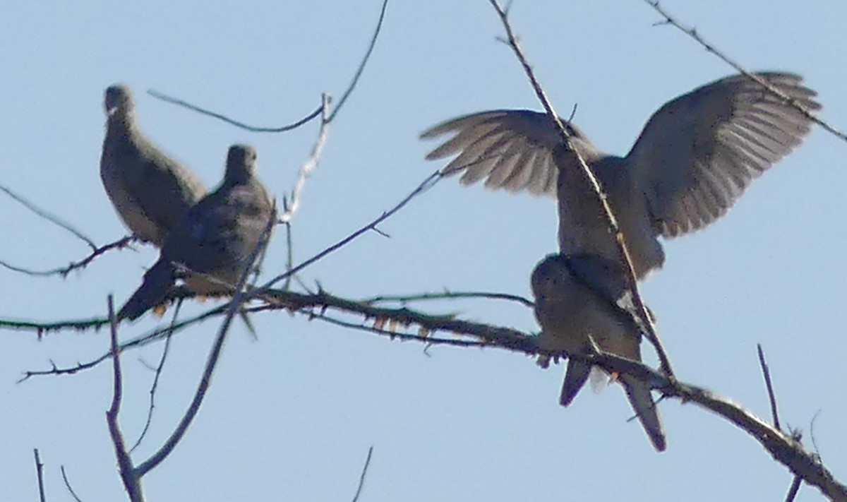 Mourning Dove - ML480045981