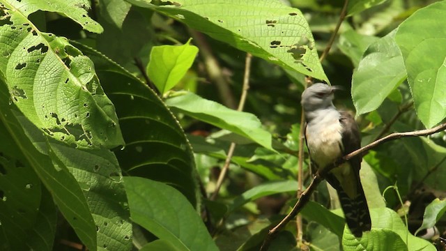 Plaintive Cuckoo - ML480046