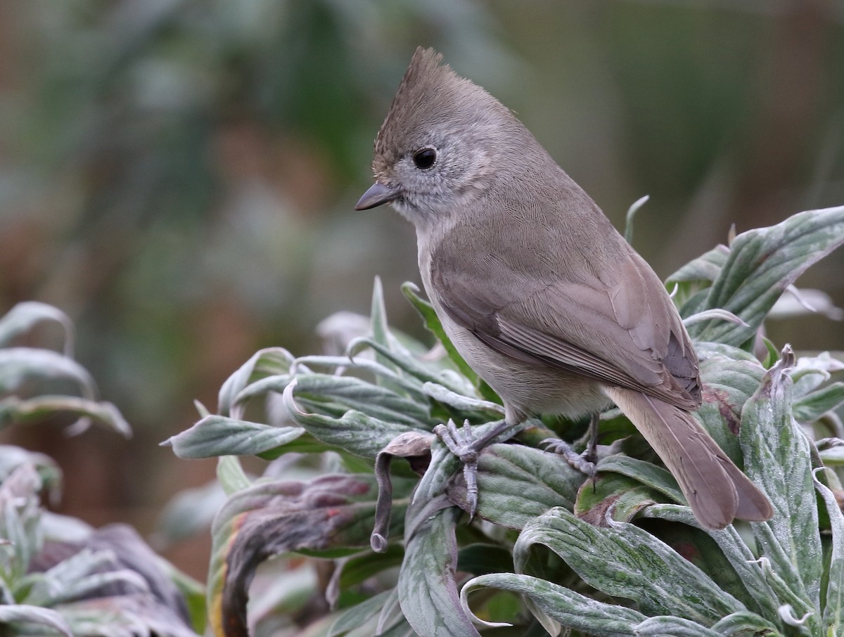 Oak Titmouse - Kent Leland