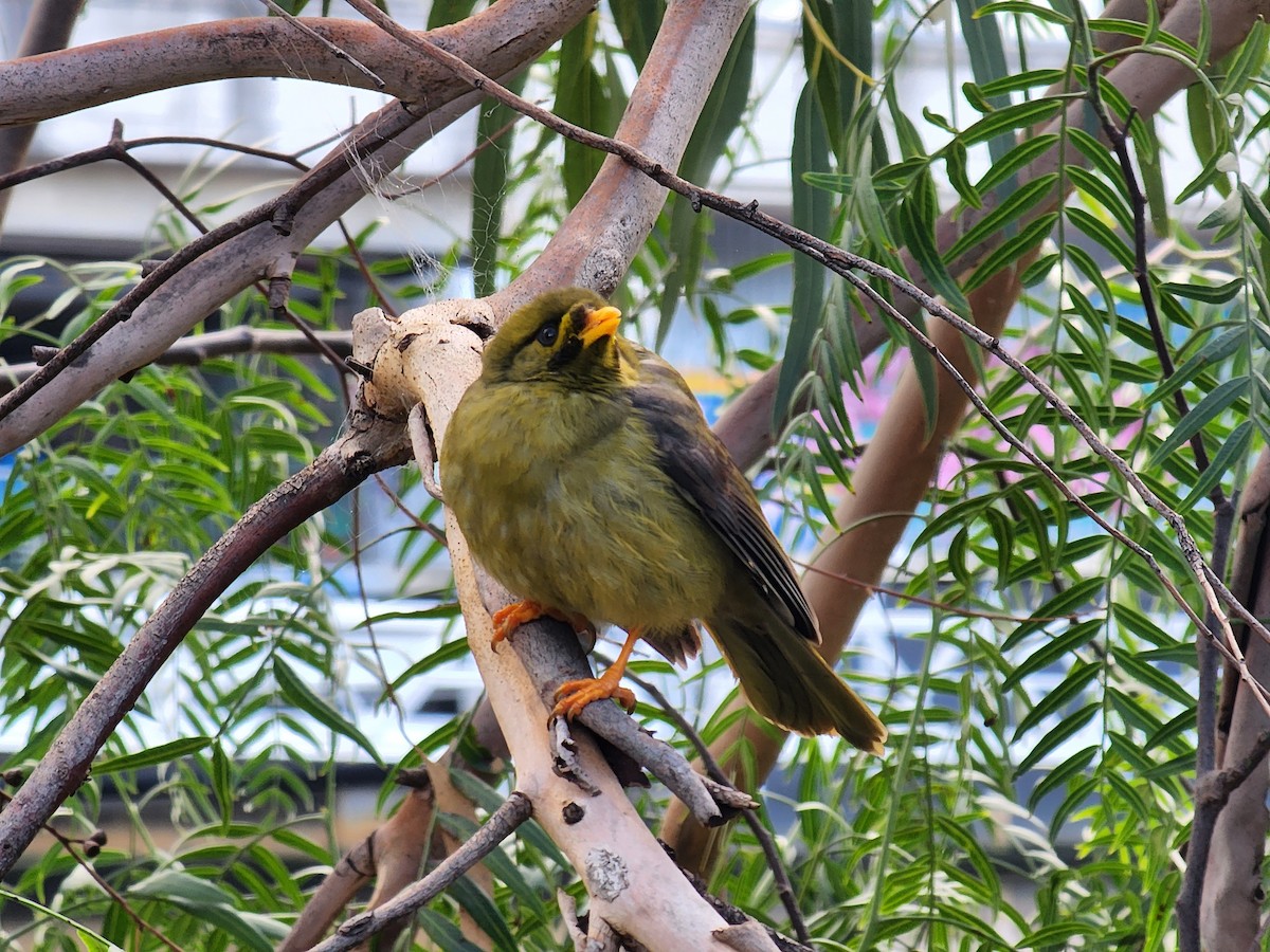 Bell Miner - ML480046831