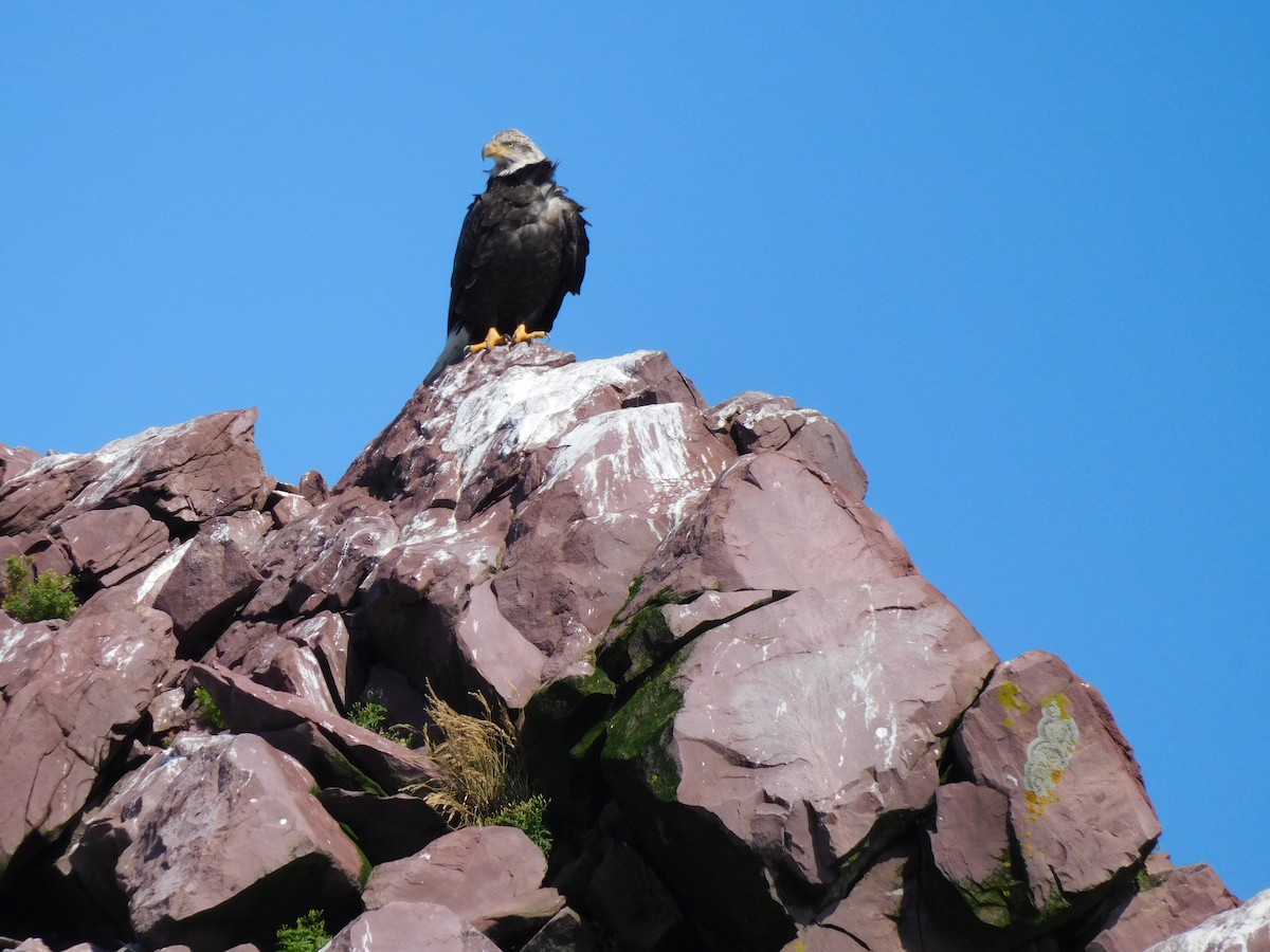 Weißkopf-Seeadler - ML480047051