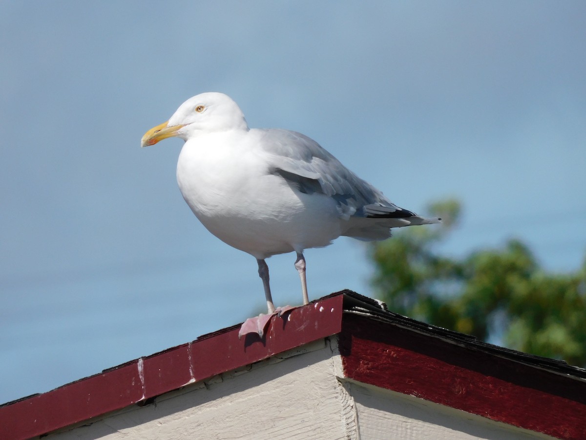 Herring Gull - ML480047451