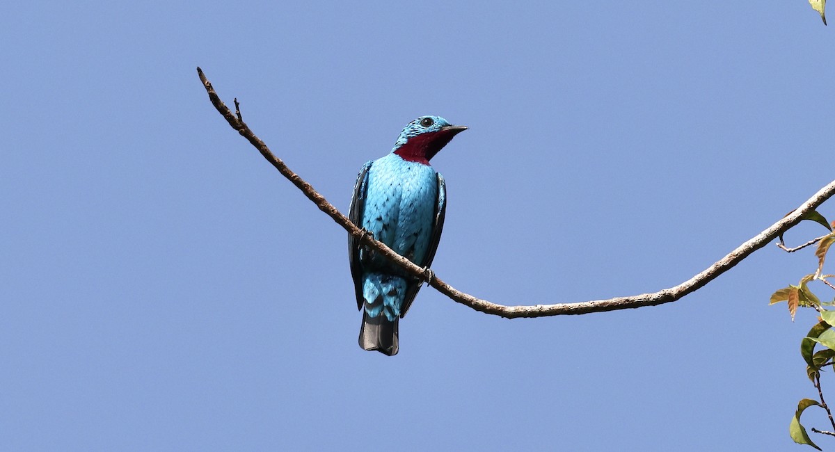 Spangled Cotinga - Anne Bielamowicz