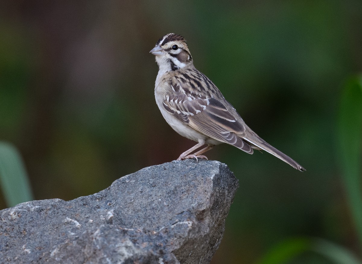 Lark Sparrow - Tom Warren