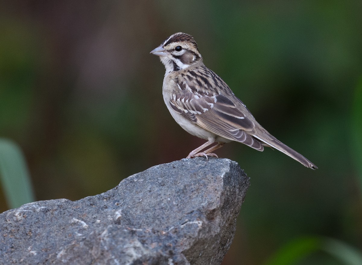 Lark Sparrow - ML480049851