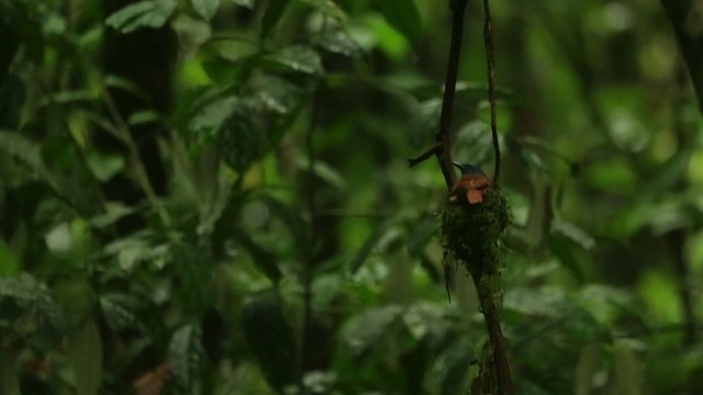 ブライスサンコウチョウ - ML480050