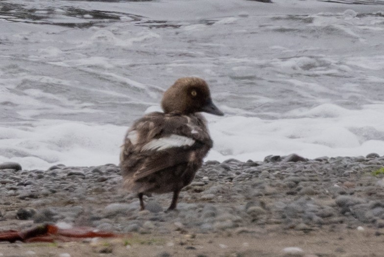 Common Goldeneye - ML480050491