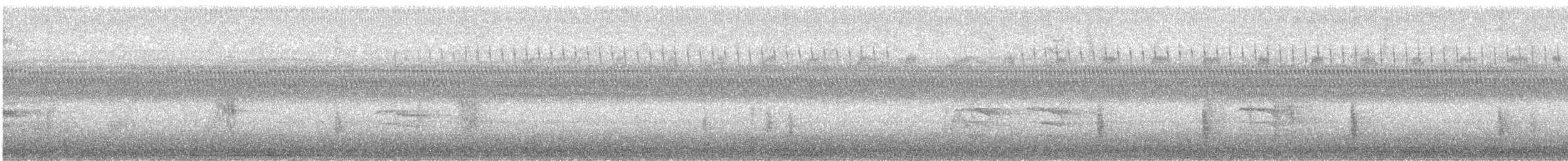 Quiscale bronzé - ML480051441