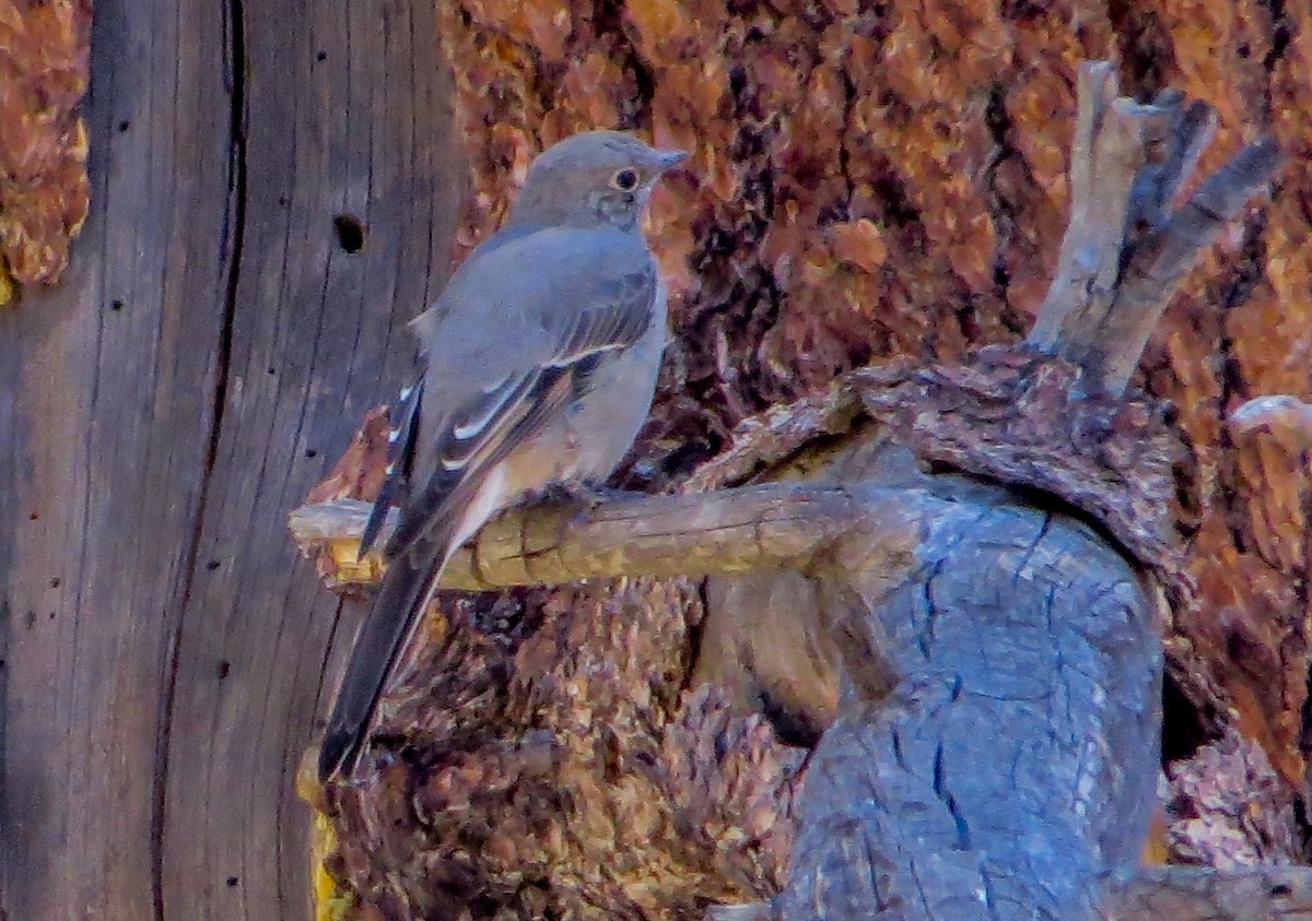 Townsend's Solitaire - Teresa Connell