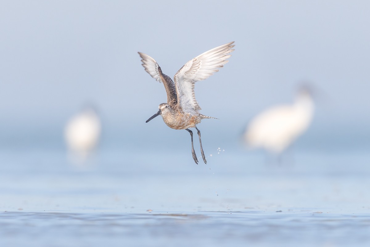 Asian Dowitcher - Jeremy Edwards