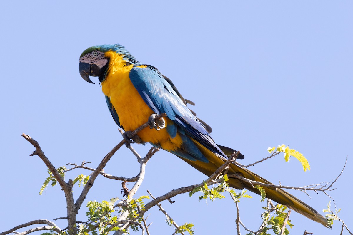 Blue-and-yellow Macaw - Kent Fiala