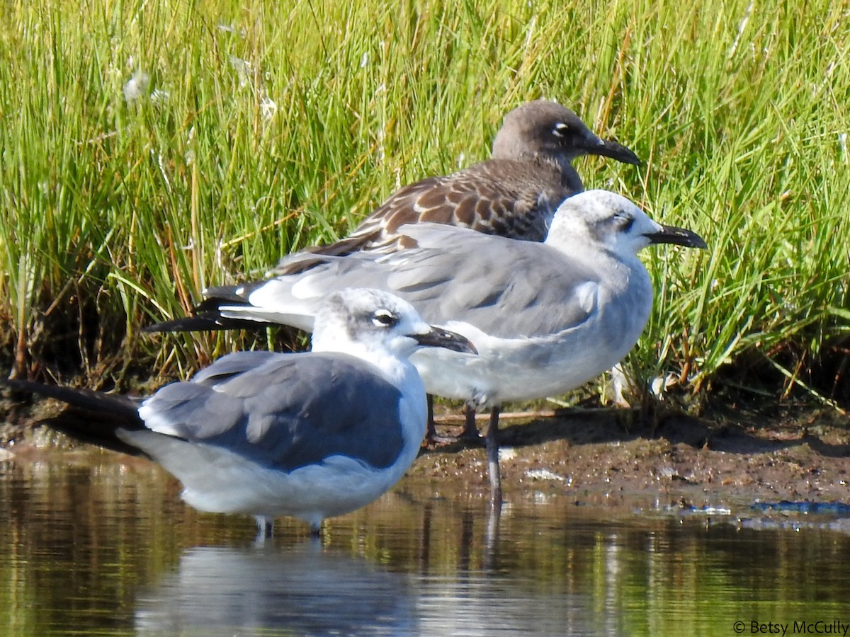Laughing Gull - Betsy McCully