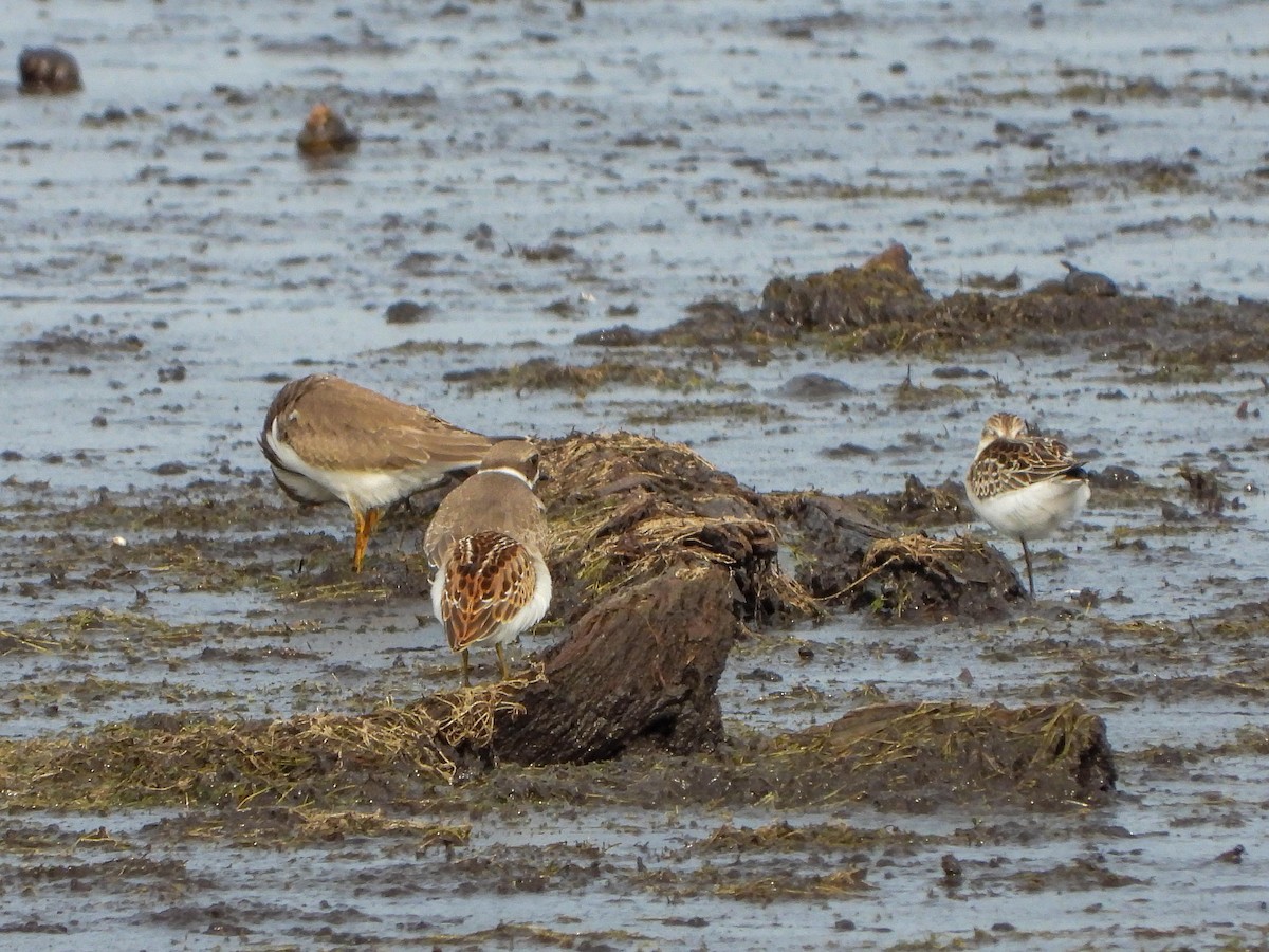 Least Sandpiper - ML480053651