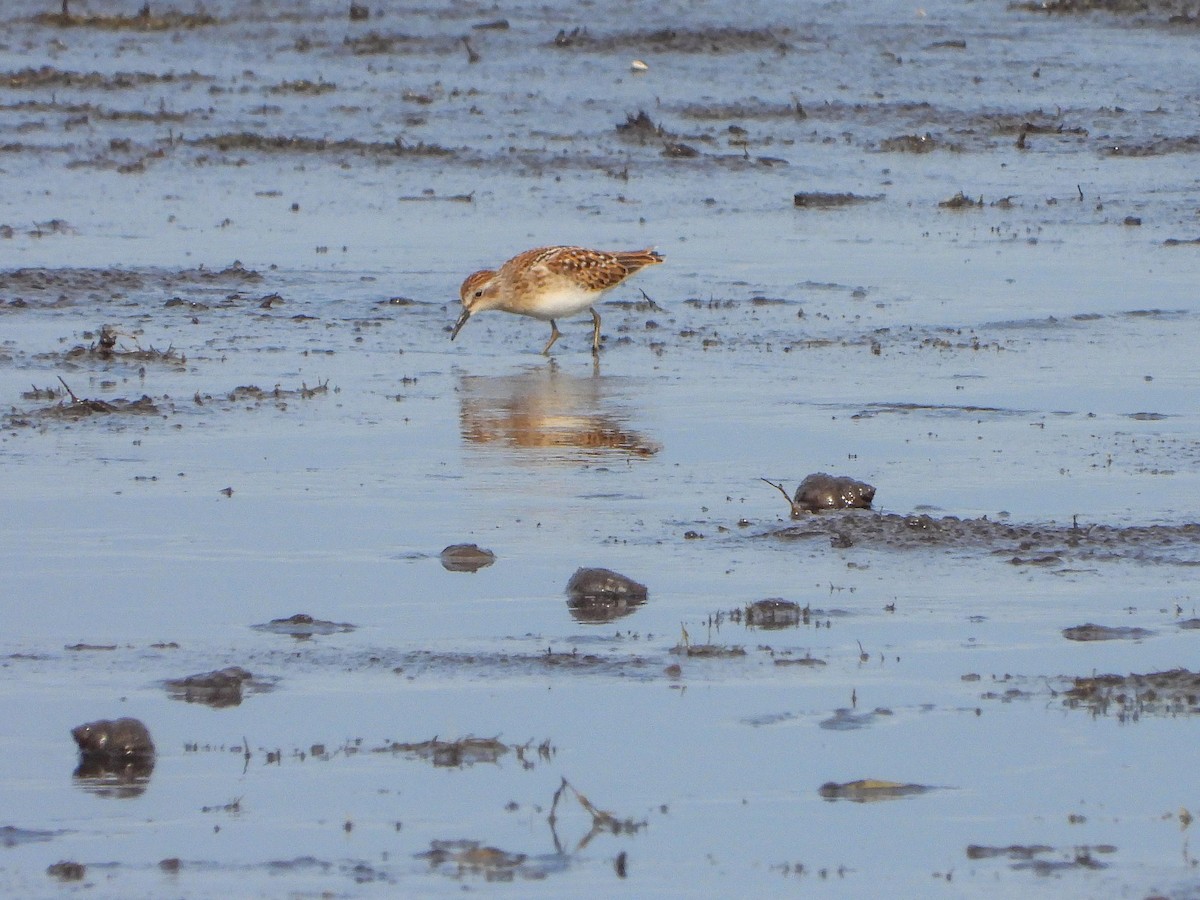 Least Sandpiper - Samuel Burckhardt