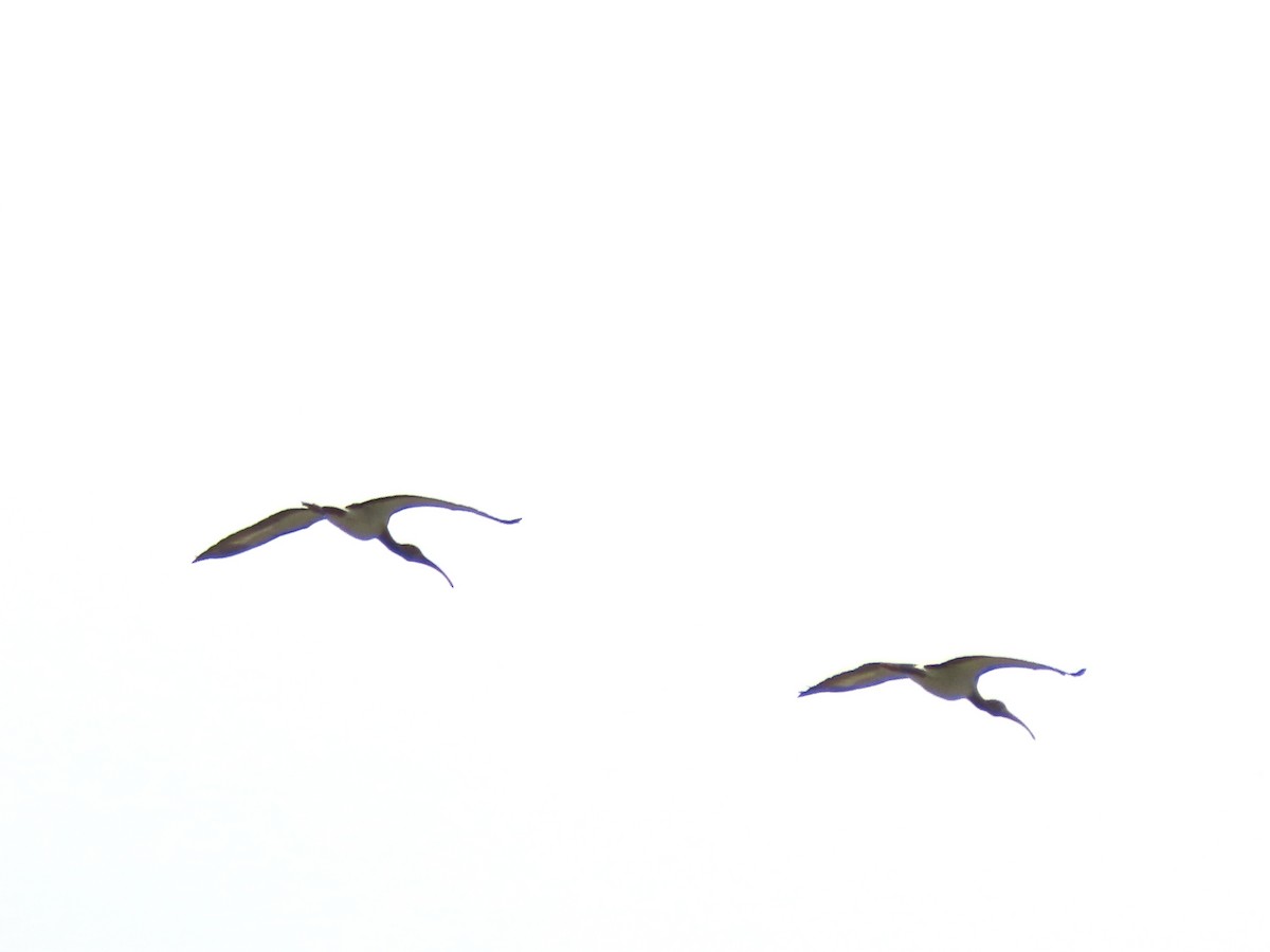 White Ibis - ML480053921