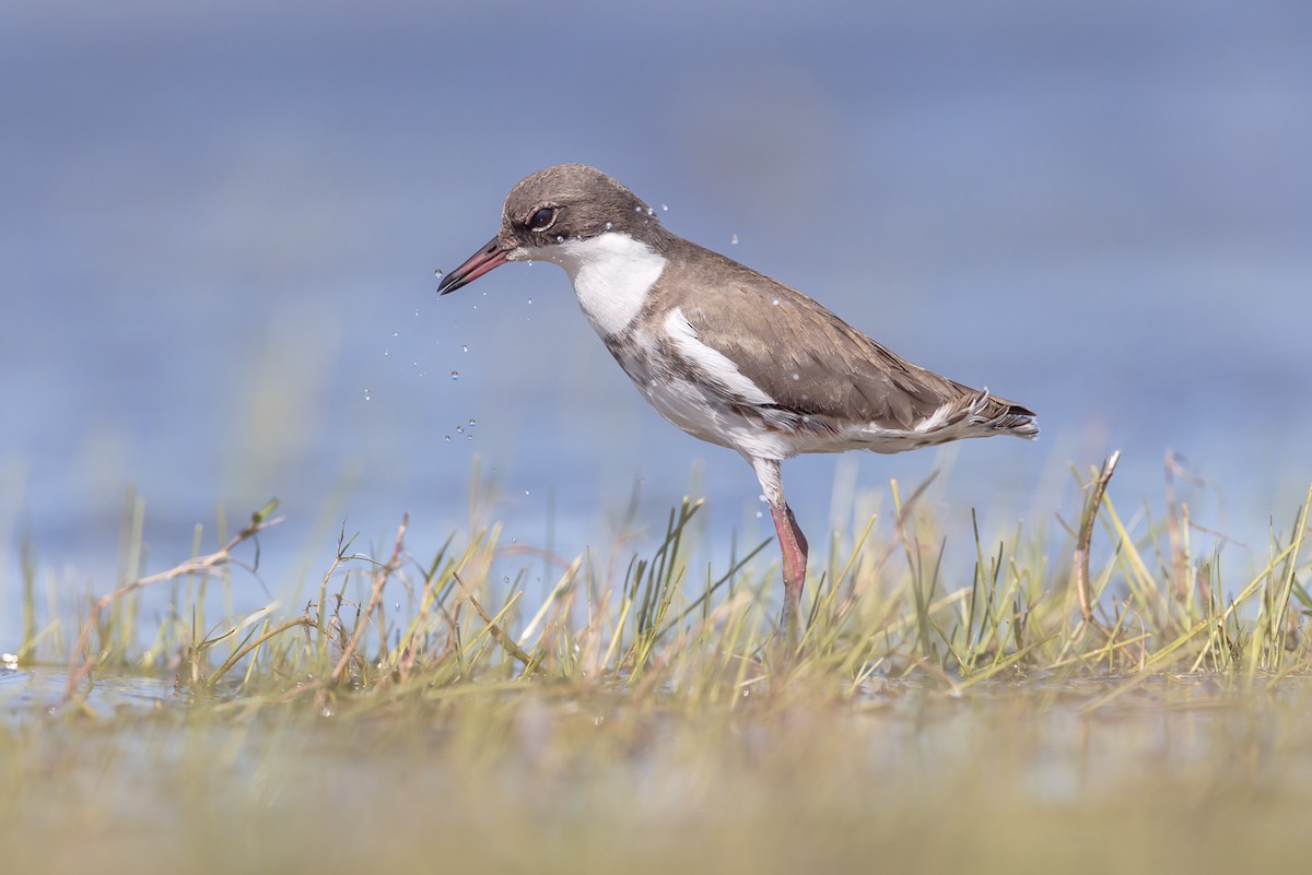 Red-kneed Dotterel - ML480053941