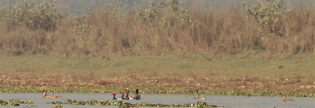 Red-crested Pochard - ML48005411