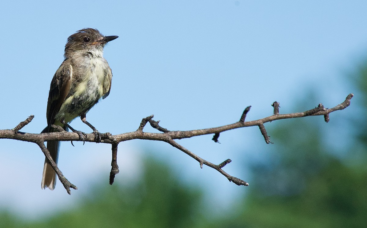 Eastern Phoebe - ML480054371