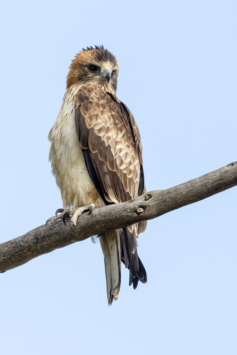 Águila Chica - ML480054701