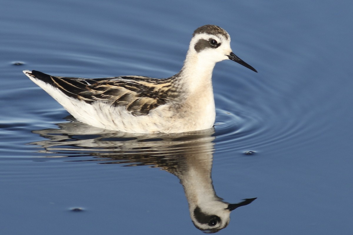 Phalarope à bec étroit - ML480055211