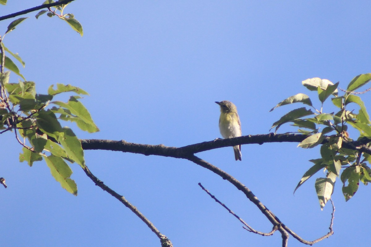 Gelbkehlvireo - ML480055651