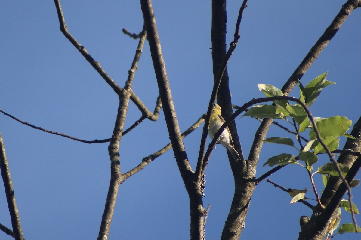 Vireo Gorjiamarillo - ML480055661