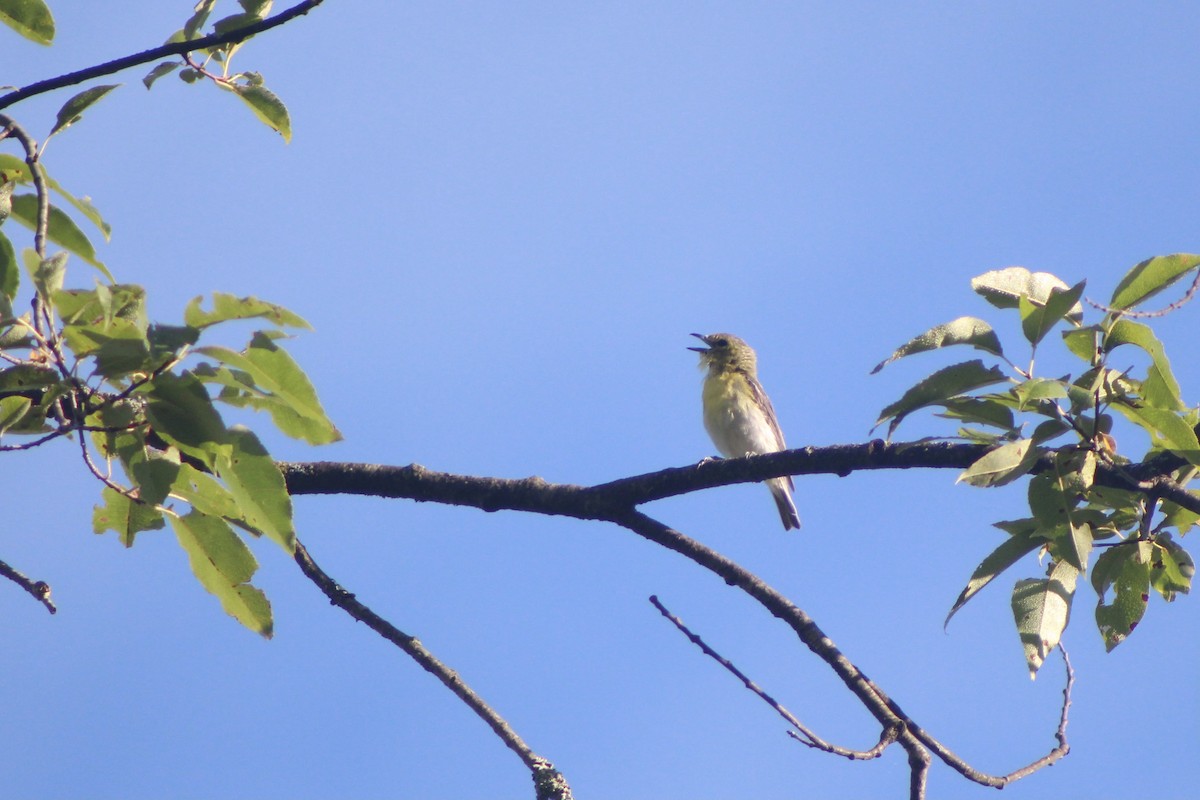 Vireo Gorjiamarillo - ML480055671