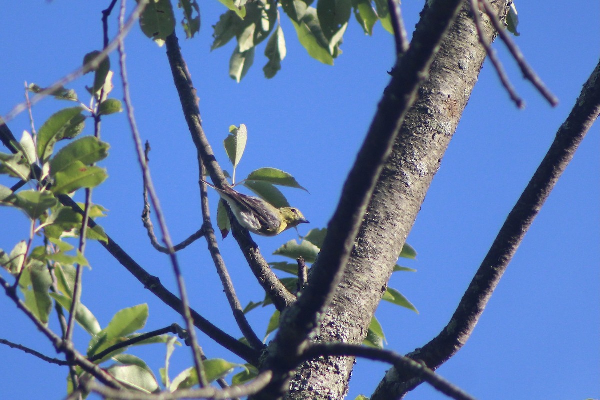 Vireo Gorjiamarillo - ML480055681